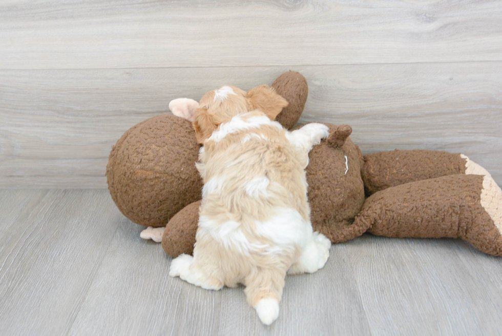 Petite Cavapoo Poodle Mix Pup