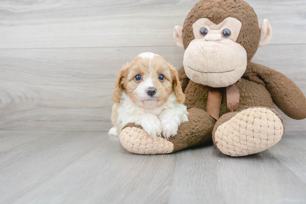 Best Cavapoo Baby