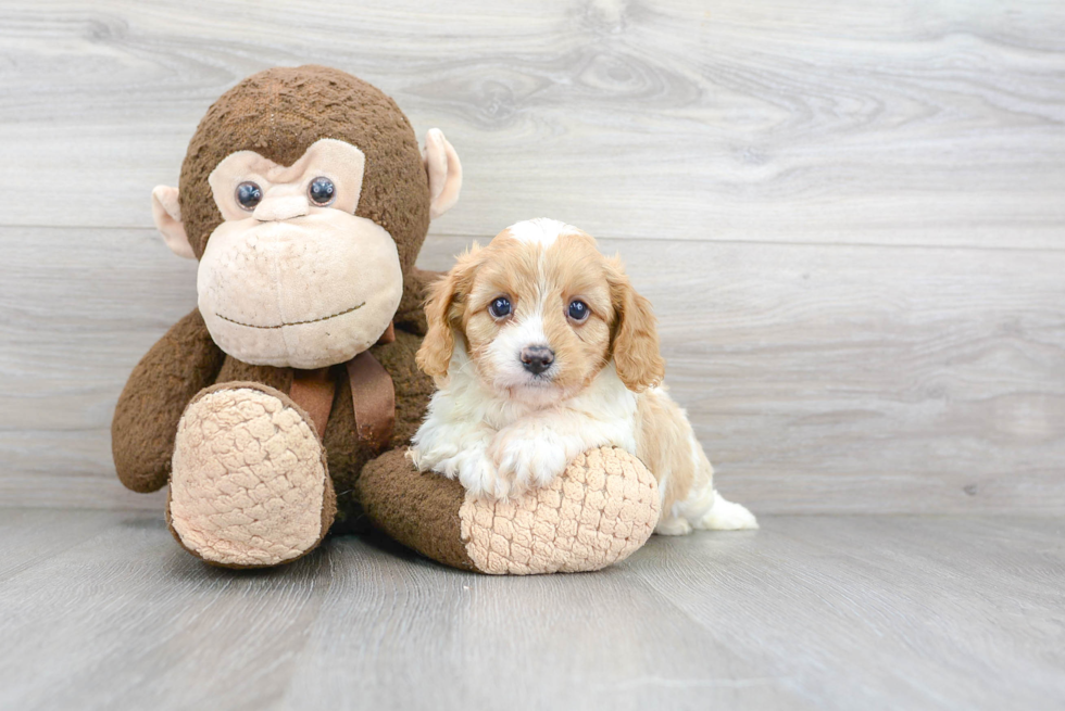 Small Cavapoo Baby