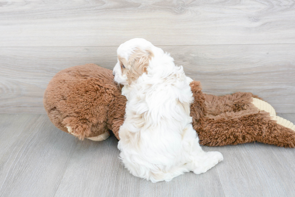 Hypoallergenic Cavoodle Poodle Mix Puppy