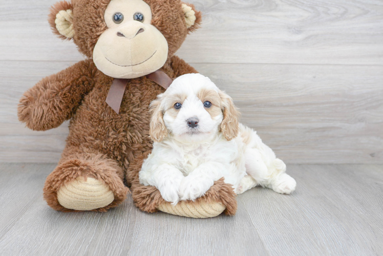 Playful Cavoodle Poodle Mix Puppy