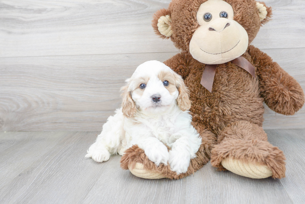 Cute Cavapoo Baby