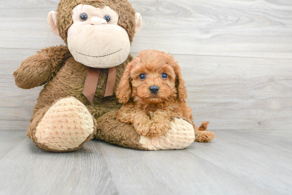 Cavapoo Puppy for Adoption