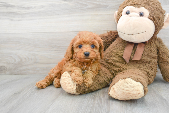 Cavapoo Pup Being Cute