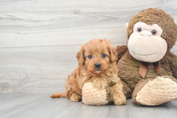 Cavapoo Puppy for Adoption