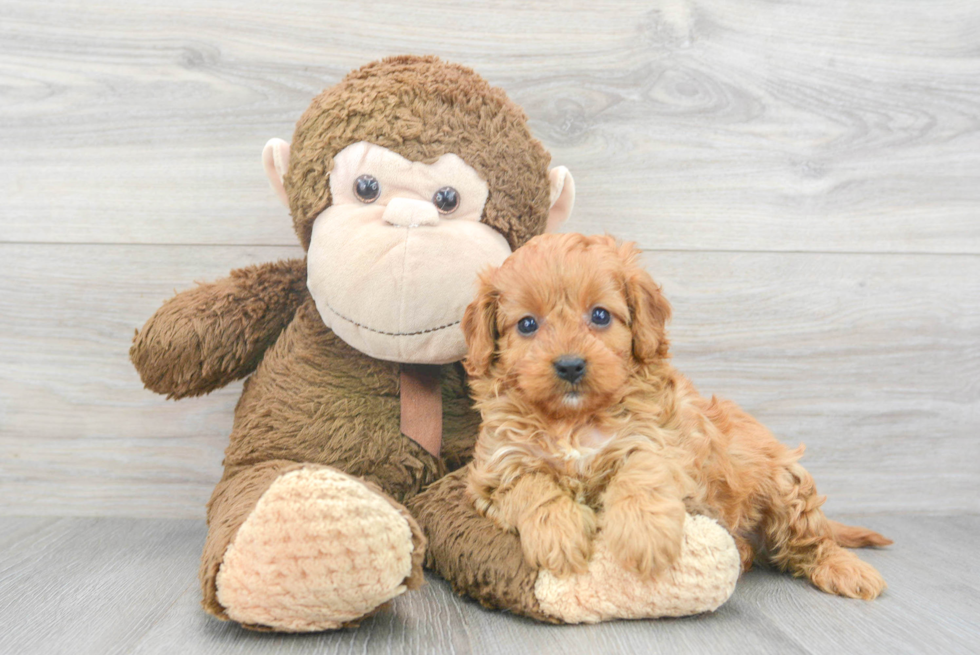 Fluffy Cavapoo Poodle Mix Pup