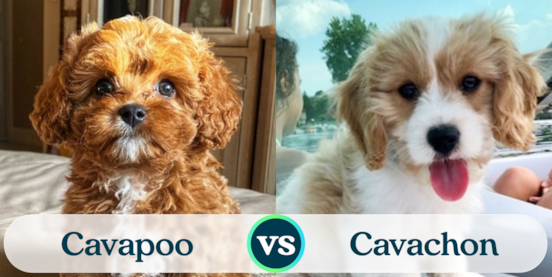 Cavapoo vs Cavachon Comparison