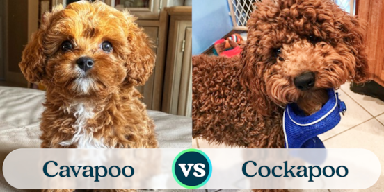 Cavapoo vs Cockapoo Comparison