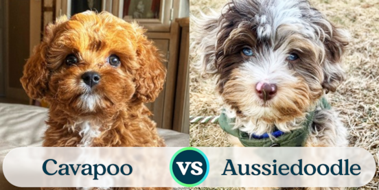 Cavapoo vs Mini Aussiedoodle Comparison