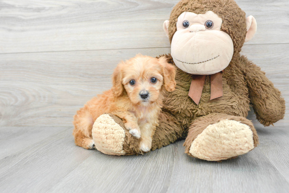 Happy Cavapoo Baby