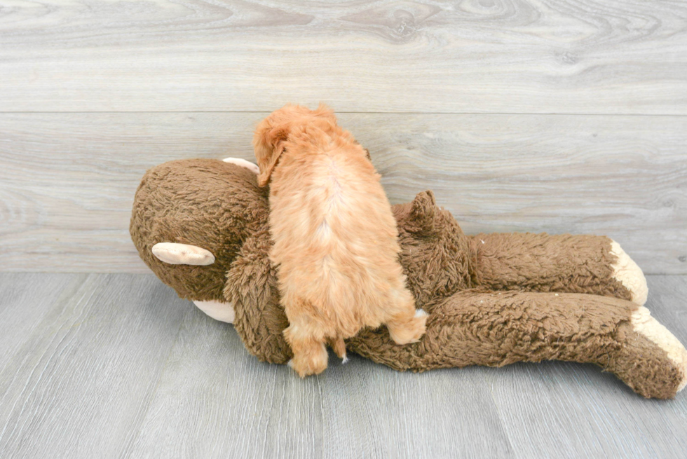 Sweet Cavapoo Baby