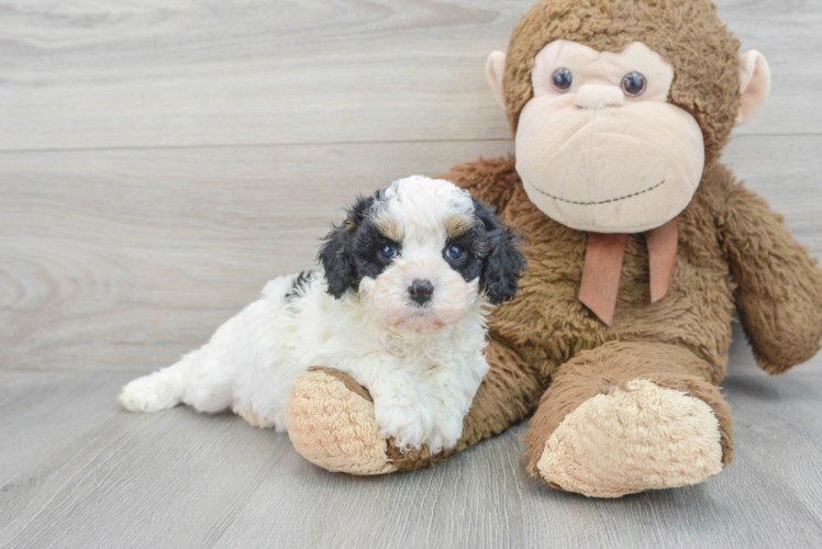 Cavapoo Puppy for Adoption