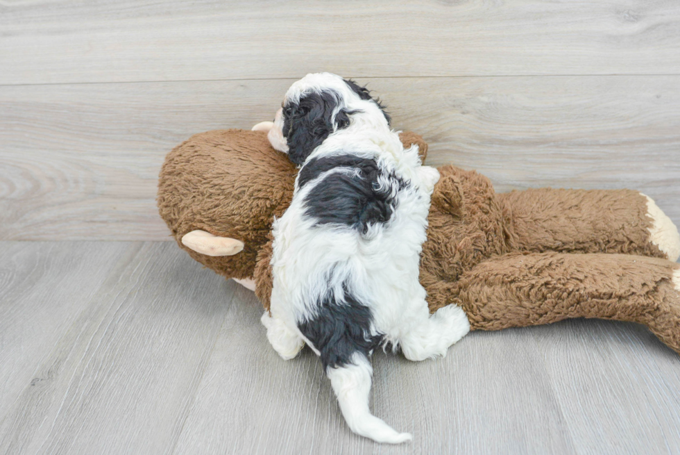 Happy Cavapoo Baby