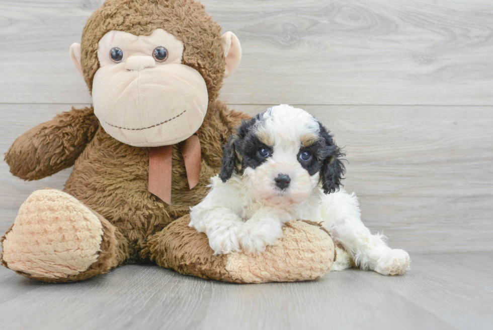 Little Cavoodle Poodle Mix Puppy