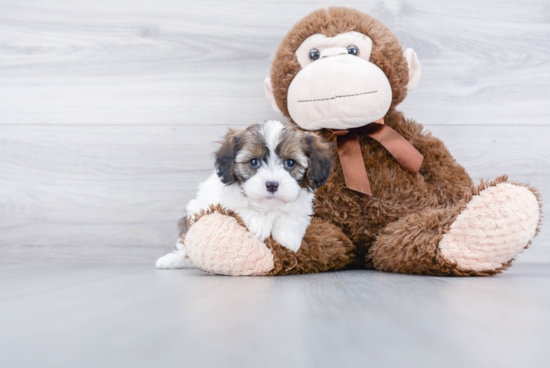 Happy Cavapoo Baby