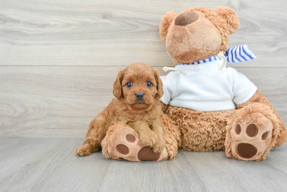 Little Cavoodle Poodle Mix Puppy