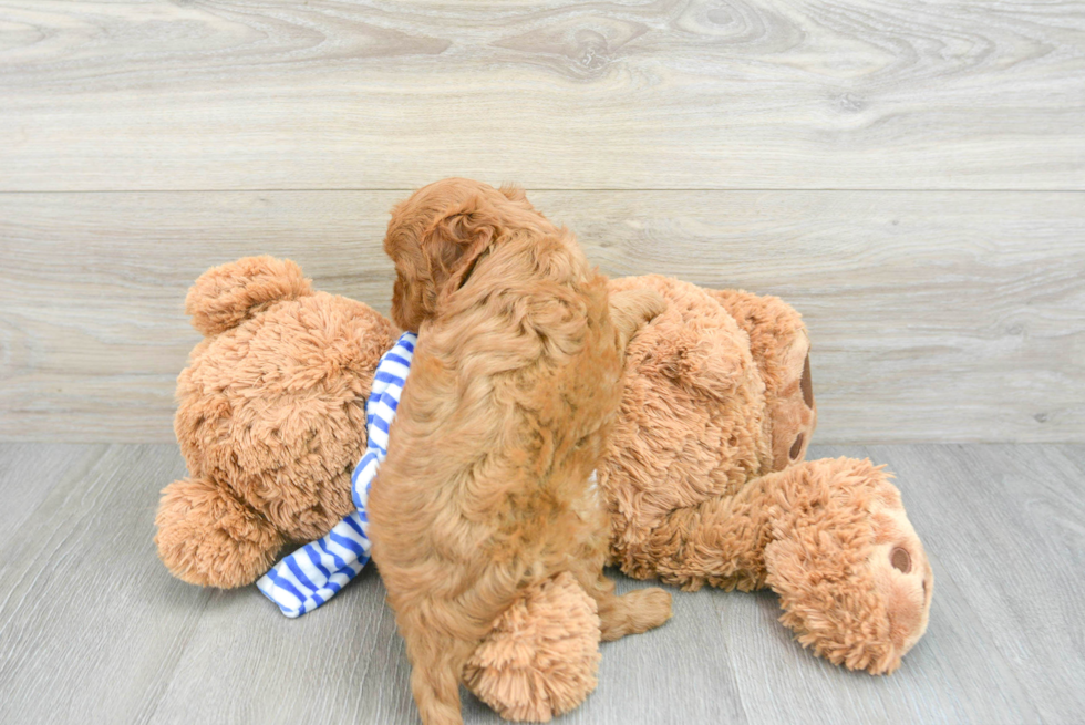 Cavapoo Pup Being Cute