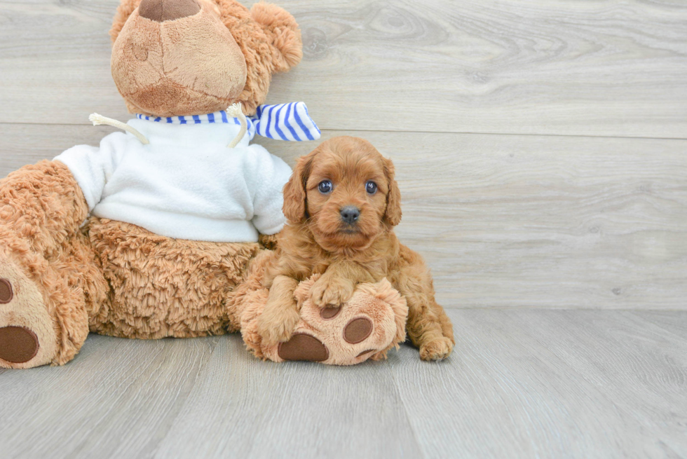 Cavapoo Puppy for Adoption