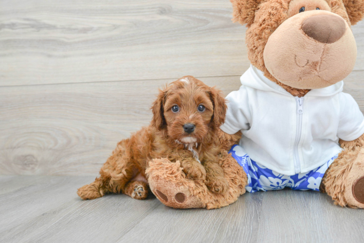 Hypoallergenic Cavoodle Poodle Mix Puppy