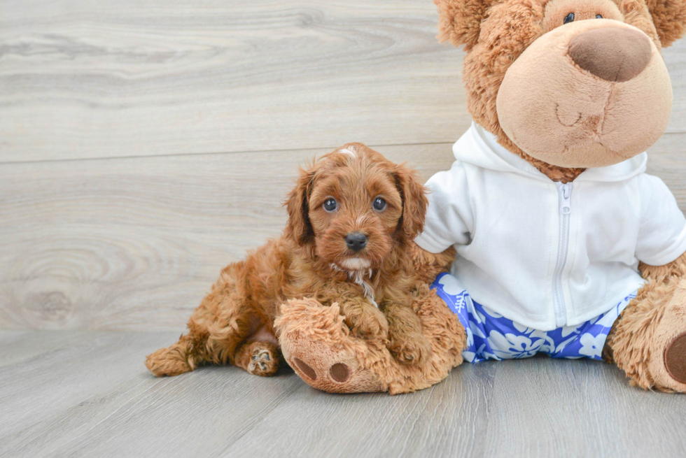 Hypoallergenic Cavoodle Poodle Mix Puppy