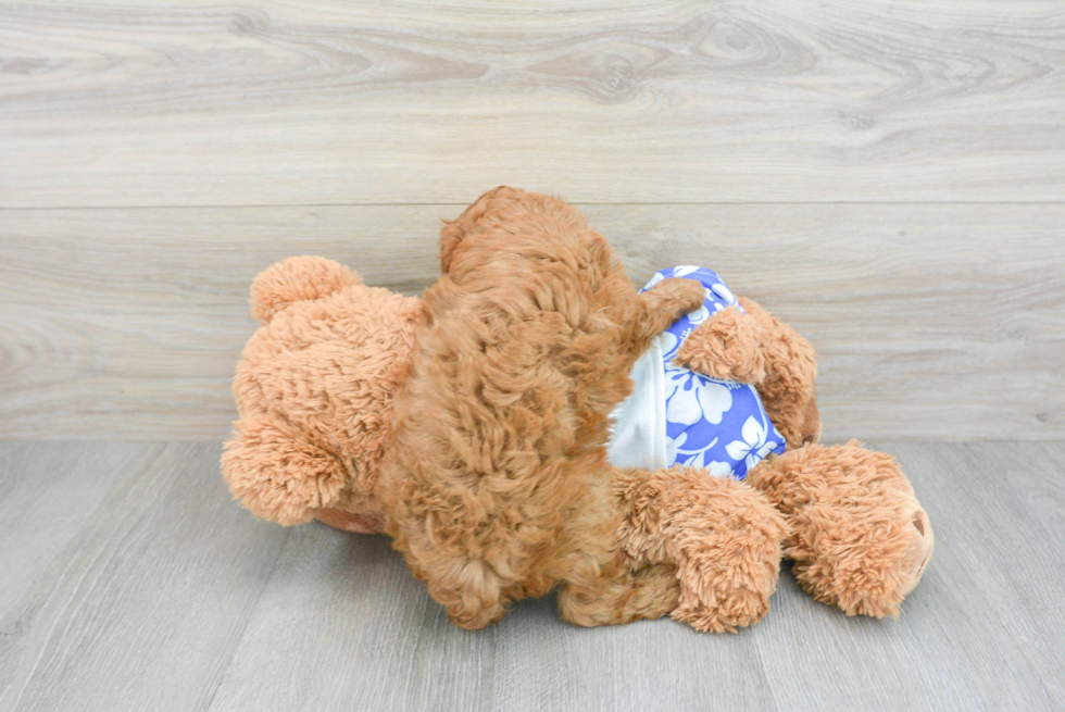 Energetic Cavoodle Poodle Mix Puppy