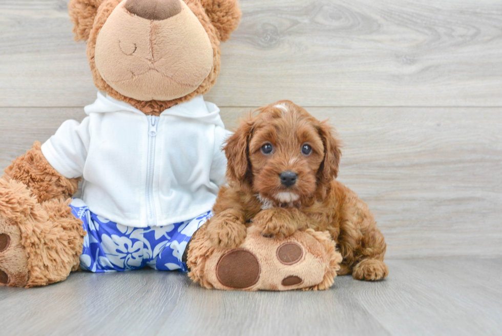 Petite Cavapoo Poodle Mix Pup