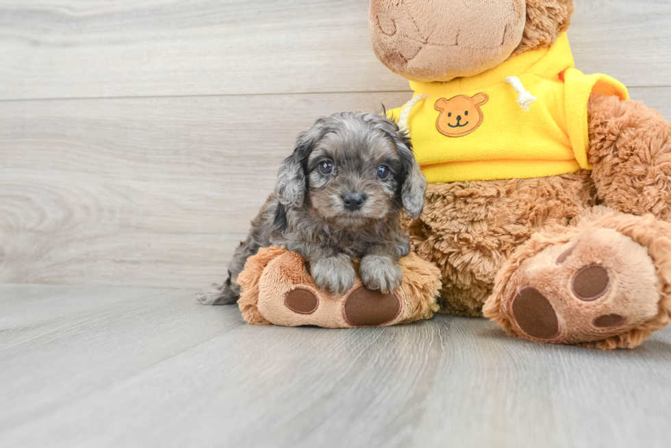 Popular Cavapoo Poodle Mix Pup