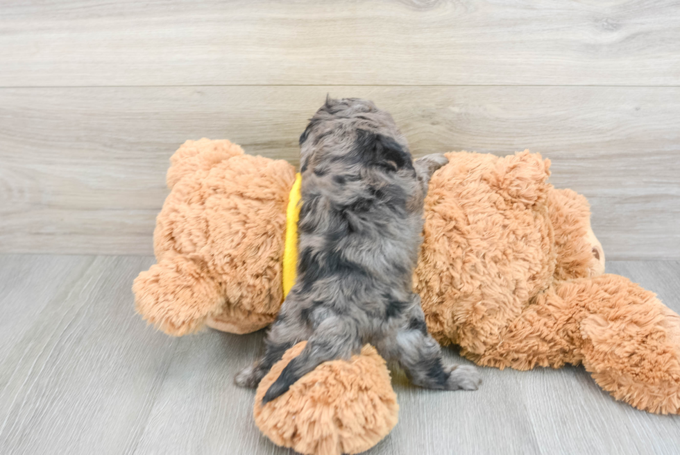 Energetic Cavoodle Poodle Mix Puppy