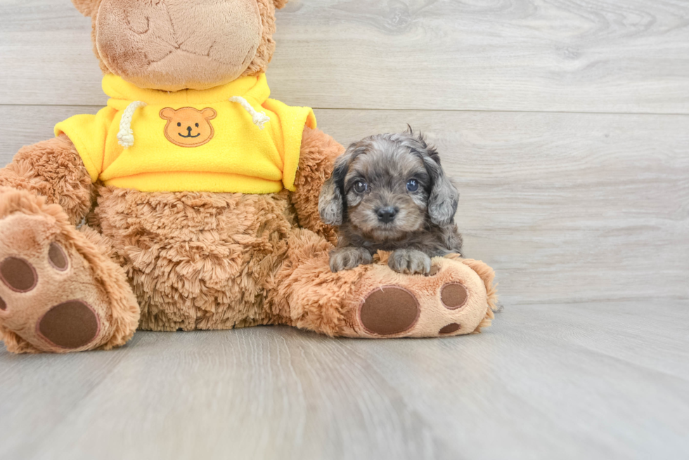 Cavapoo Puppy for Adoption