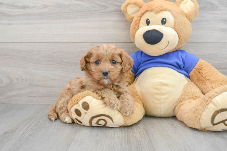 Smart Cavapoo Poodle Mix Pup