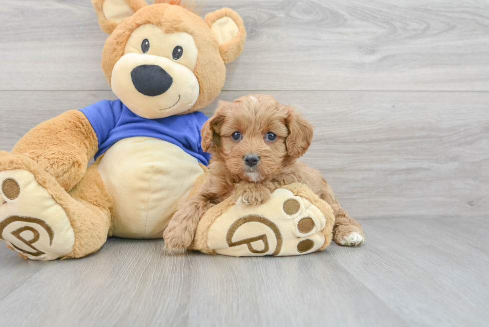 Happy Cavapoo Baby
