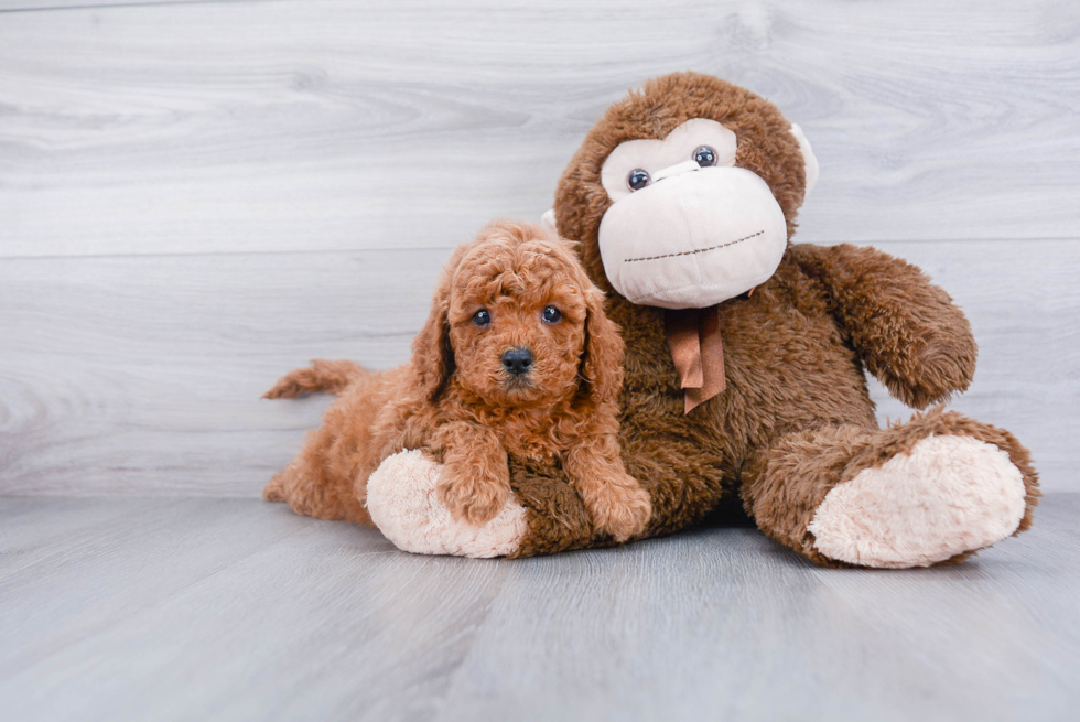 Cavapoo Pup Being Cute