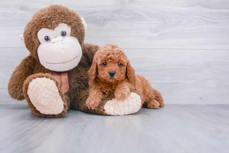 Popular Cavapoo Poodle Mix Pup