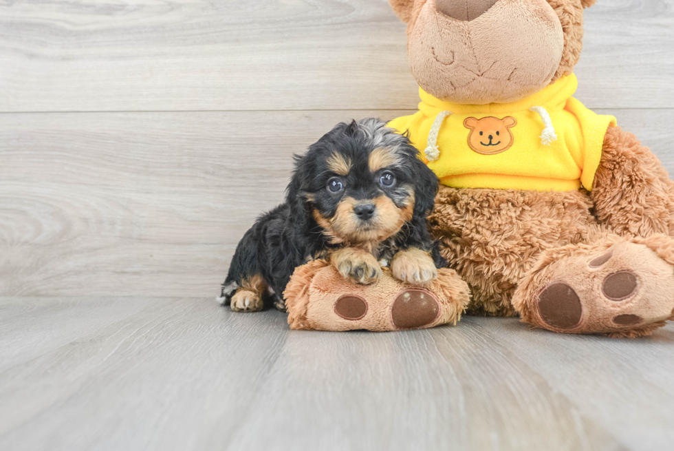 Popular Cavapoo Poodle Mix Pup