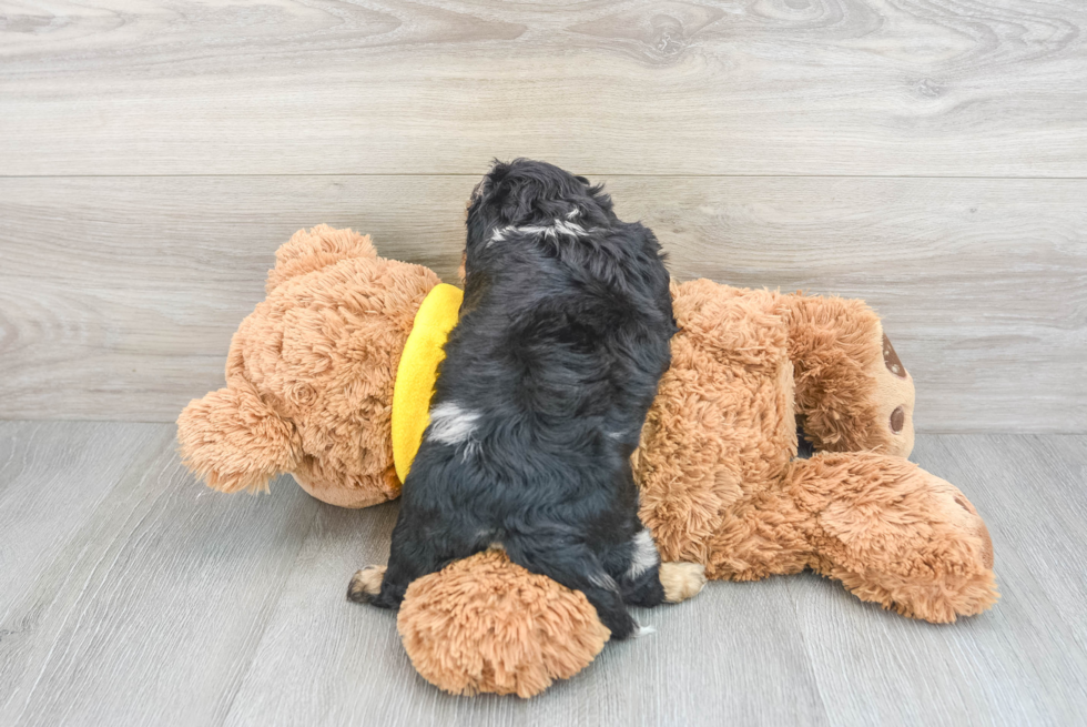 Best Cavapoo Baby