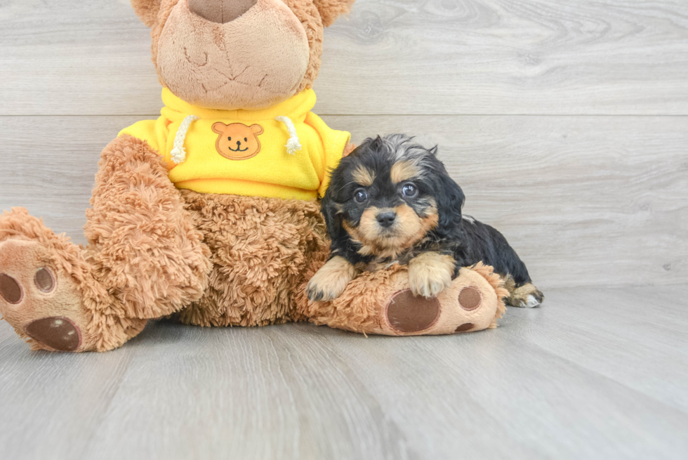 Popular Cavapoo Poodle Mix Pup