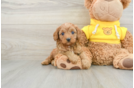 Cavapoo Pup Being Cute