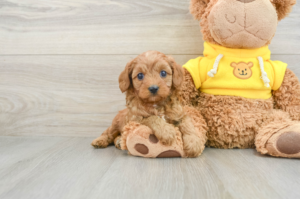 6 week old Cavapoo Puppy For Sale - Premier Pups