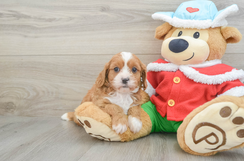 5 week old Cavapoo Puppy For Sale - Premier Pups