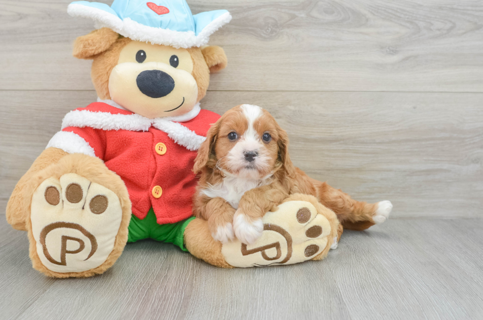 7 week old Cavapoo Puppy For Sale - Premier Pups