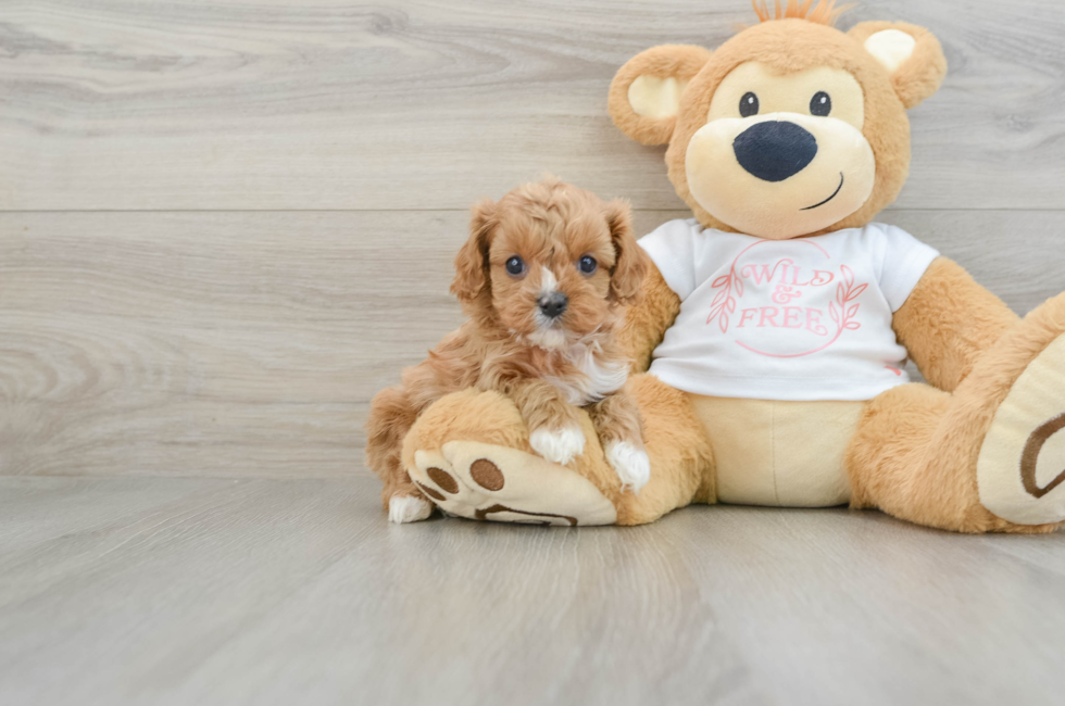 6 week old Cavapoo Puppy For Sale - Premier Pups