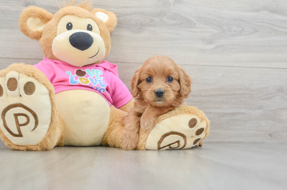 6 week old Cavapoo Puppy For Sale - Premier Pups