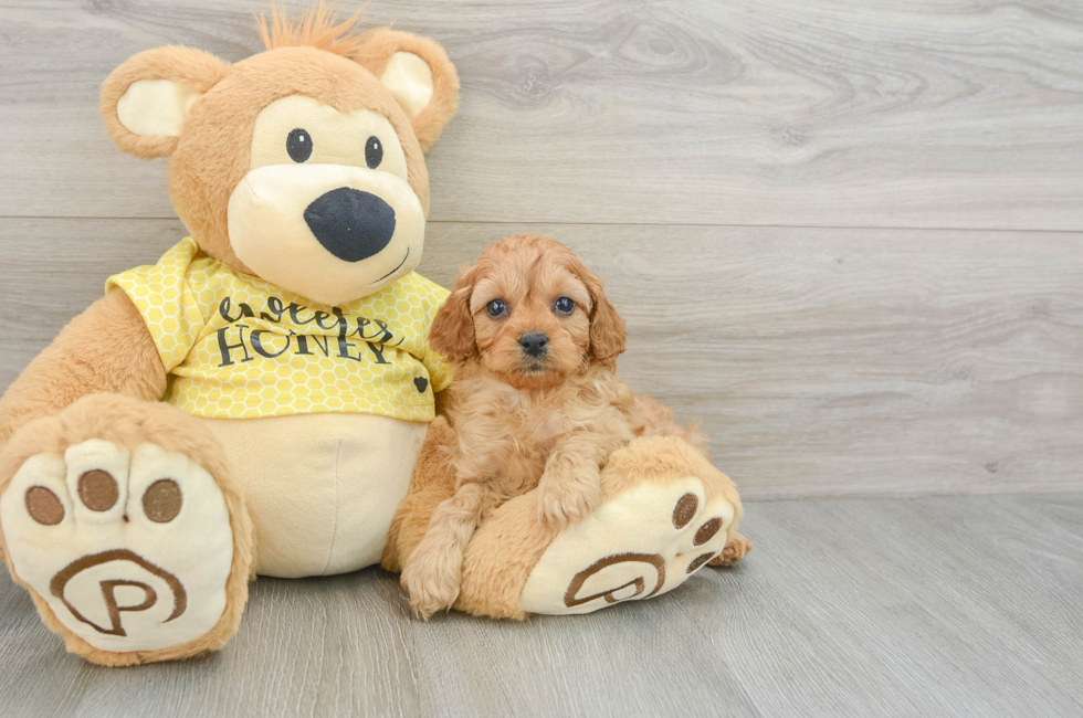 5 week old Cavapoo Puppy For Sale - Premier Pups