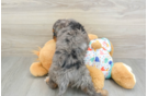 Funny Cavapoo Poodle Mix Pup