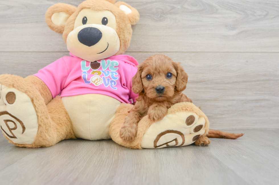 7 week old Cavapoo Puppy For Sale - Premier Pups