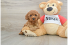 Smart Cavapoo Poodle Mix Pup