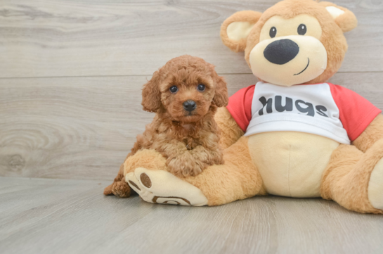 Smart Cavapoo Poodle Mix Pup