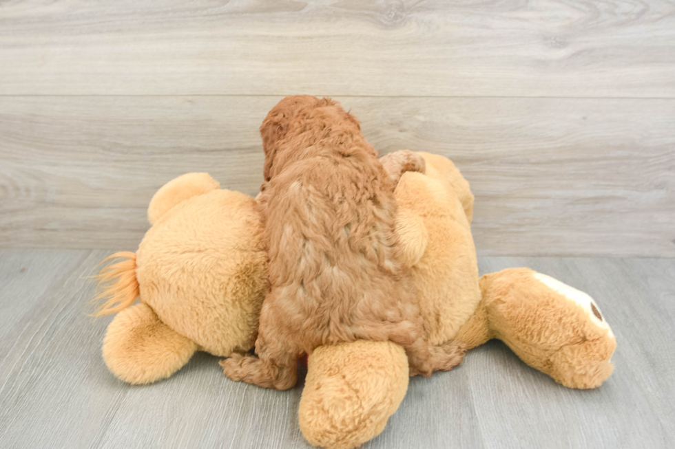 Happy Cavapoo Baby