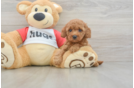 Popular Cavapoo Poodle Mix Pup