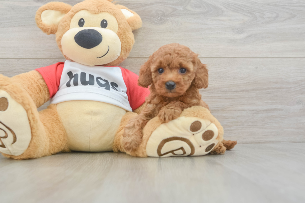 Popular Cavapoo Poodle Mix Pup